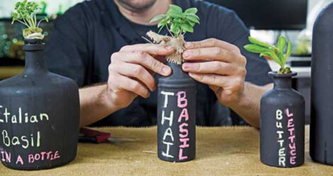 DIY Bottle Hydroponics Image
